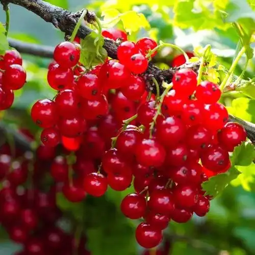 家里阳台种石榴树风水好吗6石榴树不怕晒把盆栽放在阳台上