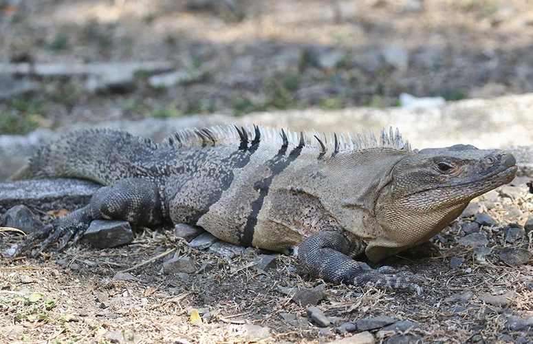刺尾鬣蜥咬人吗
