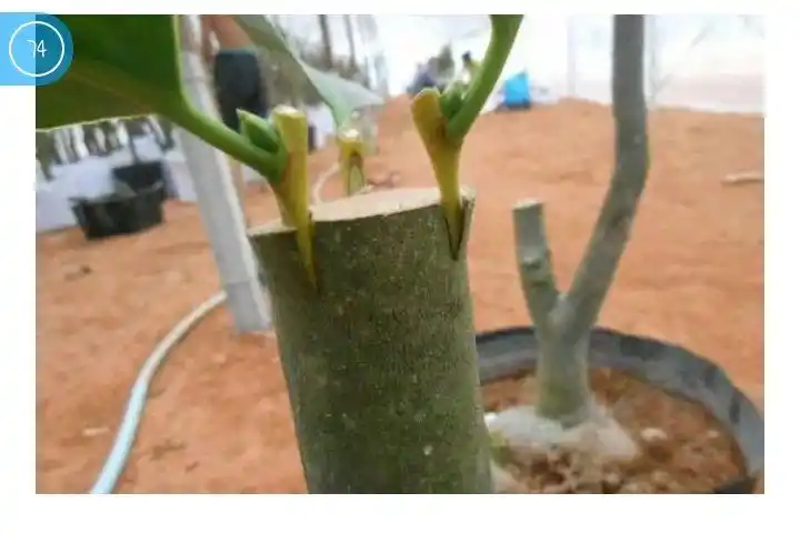 苗木的嫁接技术～～劈接