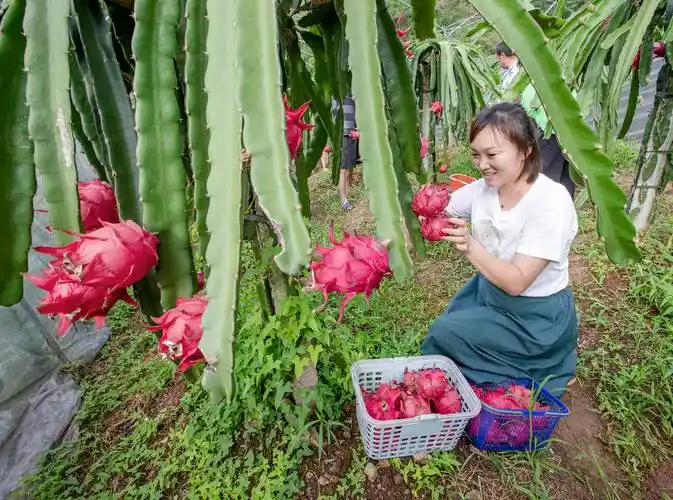 四川仁寿钟祥火龙果喜获丰收