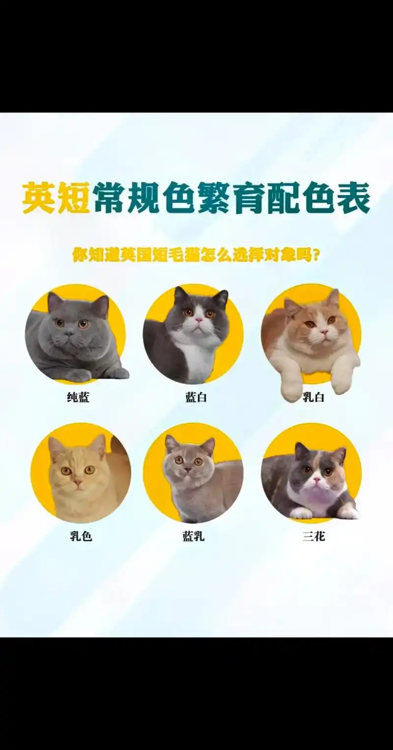 英短常规繁育配色表,千万千万不要乱搭配 - 抖音