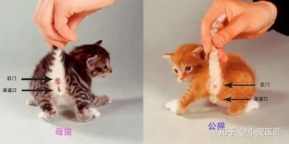 猫咪怎么看公母? - 知乎