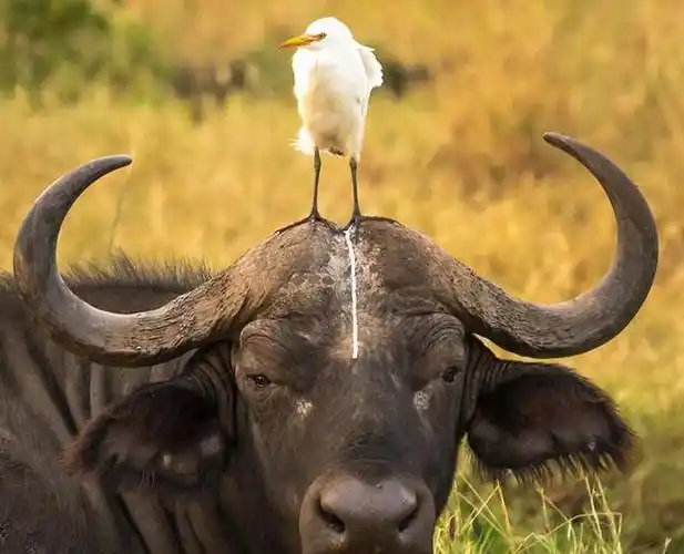 动物们最奇葩的瞬间,让人笑的喷饭