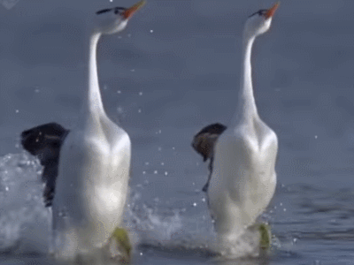 这不是一般的"鸭子",会水上漂还会跳双人舞