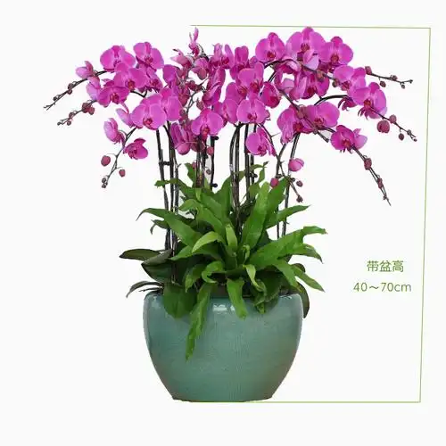 蝴蝶兰盆栽花卉植物室内兰花名贵送礼佳品商务大型绿植