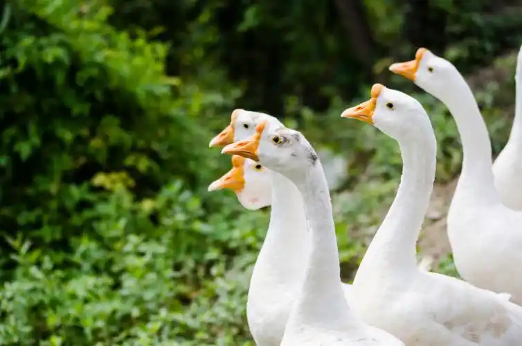 赔59万,咬成残疾,被称家禽界流氓!村霸大鹅,为何见谁都硬刚?_腾讯新闻