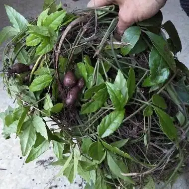 正品野生三叶青金线吊葫芦新鲜三叶崖爬藤石老鼠蛇附子500g中药材