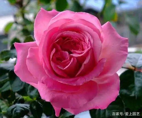 花比脸大系列——十个超大花的月季品种,你知道几个?