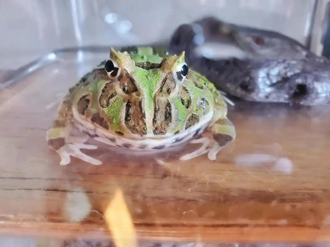 角蛙 绿角蛙 好久没拍它了 长大了不少