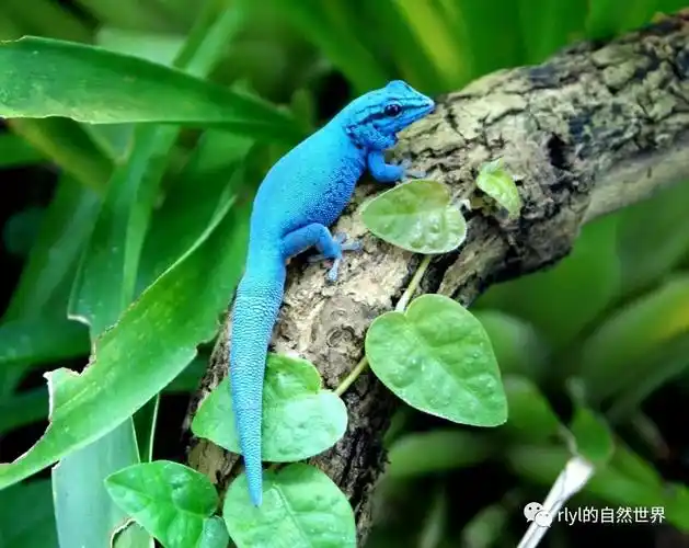 电蓝守宫(electric blue gecko)超级饲养指南!