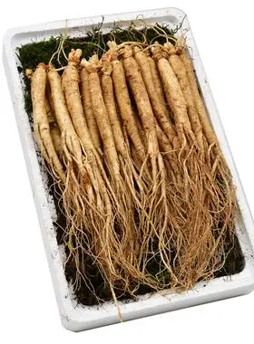 草参吉林人参鲜小鲜参园参东北长白山土煲汤泡酒林下参新鲜野山参