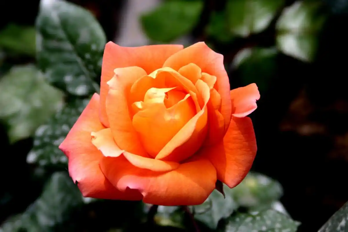 橙色火焰般的花朵,在艳阳下随风起舞.