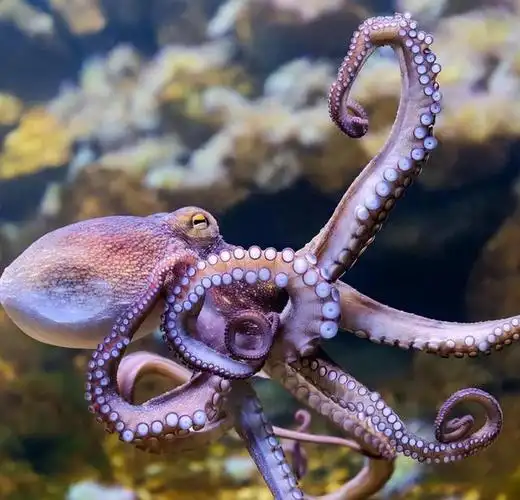 章鱼进入打鱼时代比人类更聪明章鱼真不是地球物种