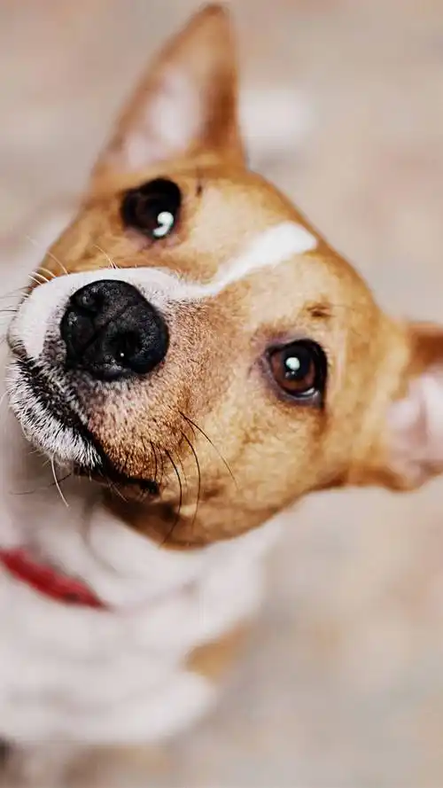 狗狗,可爱萌宠,狗狗,呆萌,手机壁纸可爱狗狗