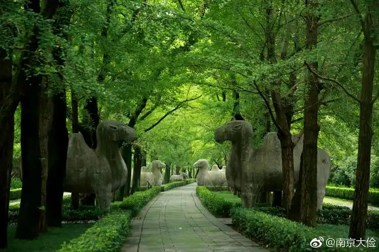 绿荫中的石象路|石象路|绿荫|明孝陵神道_新浪新闻