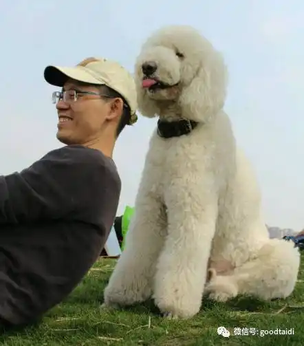 人家的巨型泰迪,才是真正的"泰日天"
