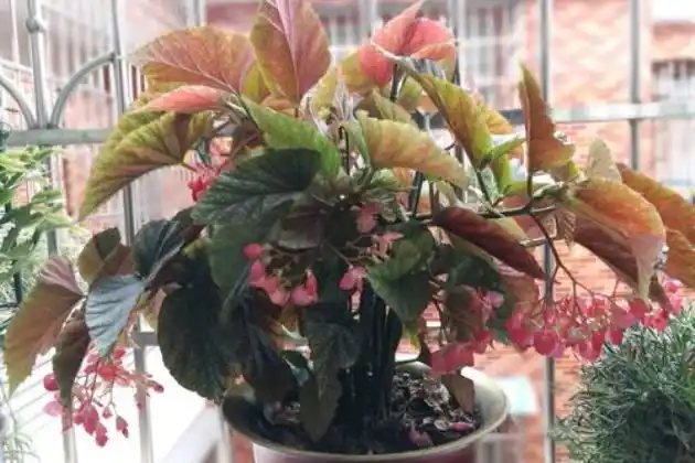 以上就是花儿谷为您介绍的竹节海棠的养殖方法和注意事项,除了上面