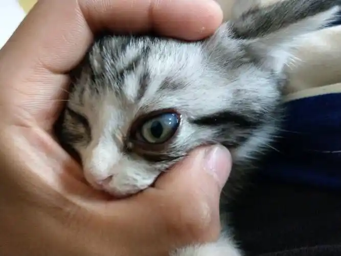 白眼球上有白色凸起物_手机壁纸_电脑壁纸_桌面壁纸【图客网】