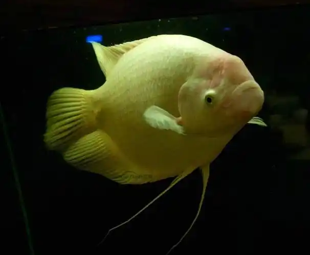 发财鱼常见疾病有哪些