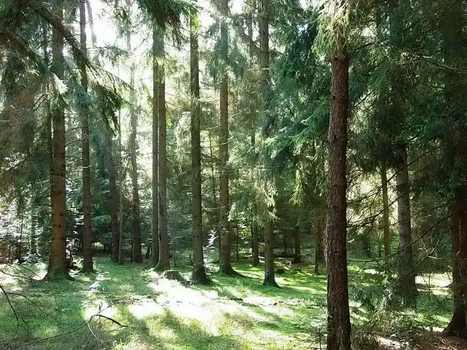 森林,阳光,绿色高清图库素材免费下载(图片编号:6578577)-六图网