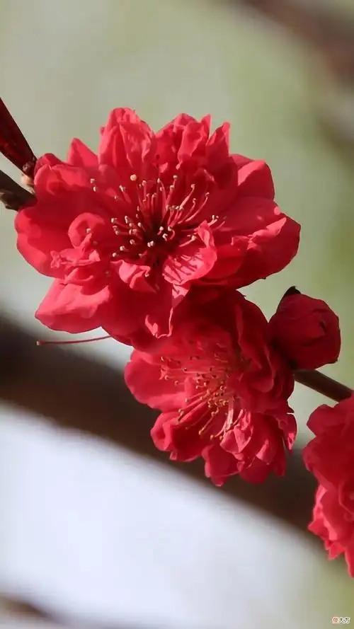 30张纯净简约的植物与风景手机壁纸 风景图片 手机壁纸 唯美 自然