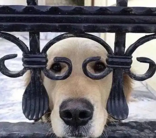 独一无二的动物沙雕可爱头像 动物头像图片大全 -【爱个性】