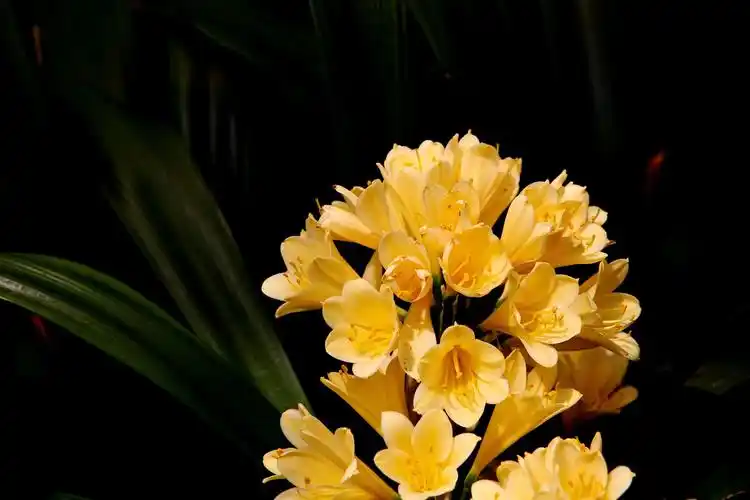 罕见黄色君子兰图片花卉鲜花花朵君子兰