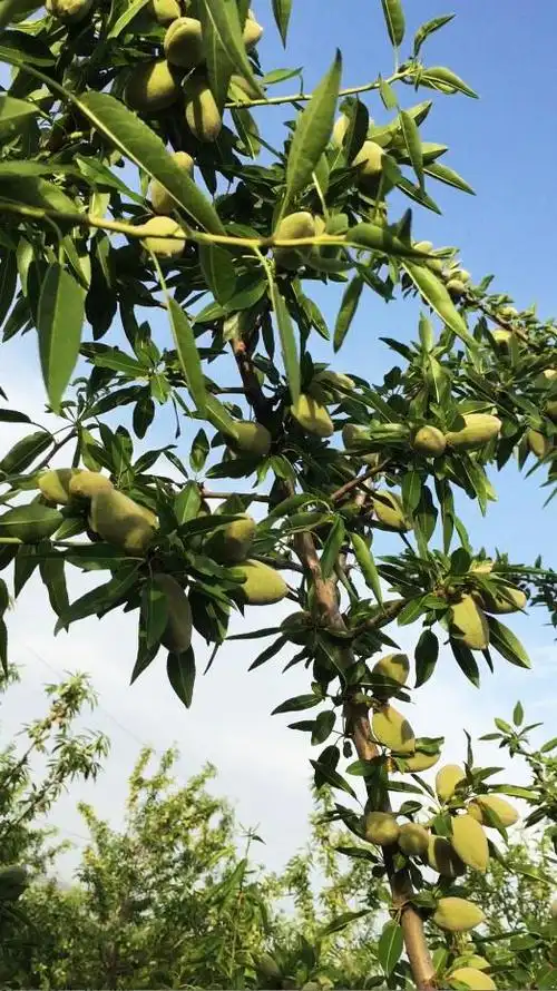 巴旦木树喜光,耐旱耐贫瘠,适应能力强,管理粗放.