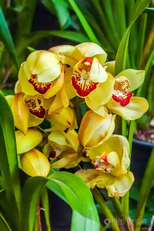 火百合或荣耀百合也叫火焰百合荣耀百合超级百合攀缘百合和匍匐百合是