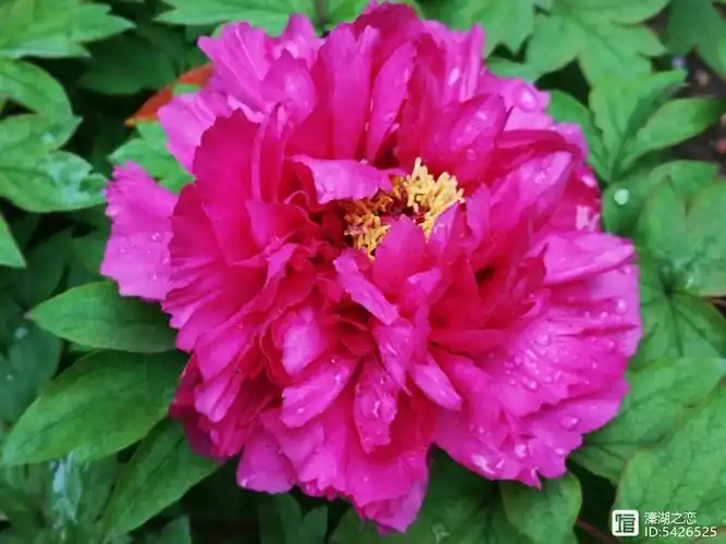 摄影:牡丹(洛阳红开了)