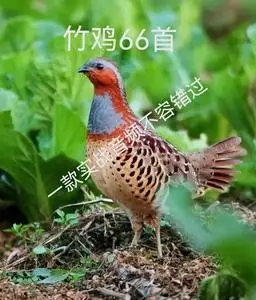 鸟宠物店淘宝最新版竹鸡声音实发货72首内存卡高清竹鸡公母穗鸡叫声2