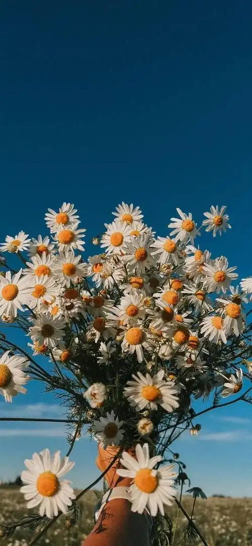 这些花卉壁纸,它们或色彩鲜艳,或清新淡雅,或繁复华丽,或简约大方,每