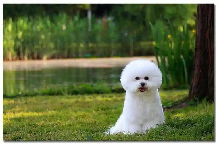 狗狗指南:小型宠物犬一览(常见的) - 宠物 - 布条百科