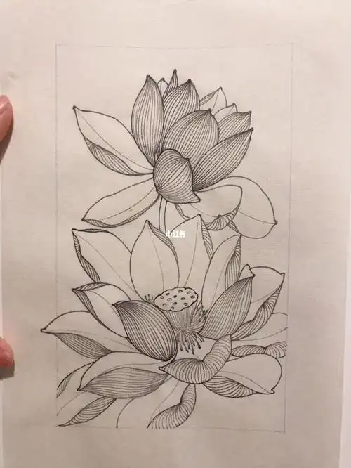 白描荷花毛笔宣纸freehand