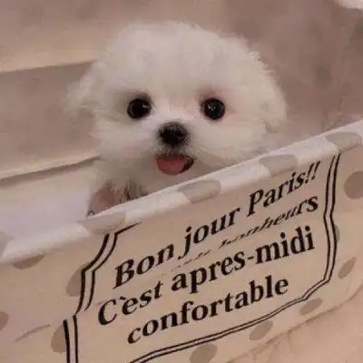 修狗~_微信头像_我要个性网