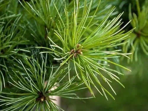 为什么松树的叶子是针形的?