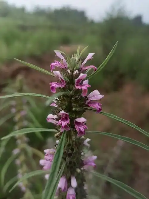 一起去散步11/益母草花快没了 - 简书