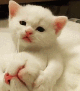 猫咪生了一窝小奶猫每次喂奶都被淹没眼神惊恐都是我的崽