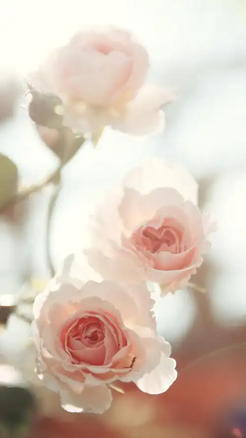 唯美玫瑰花锁屏壁纸,高清图片,手机锁屏桌面-壁纸族