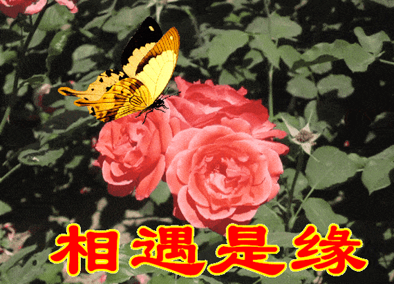 不用打字就可以聊天的图片相遇是缘