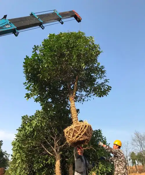 苗木采购网都有哪些啊(苗木采购网都有哪些啊平台)