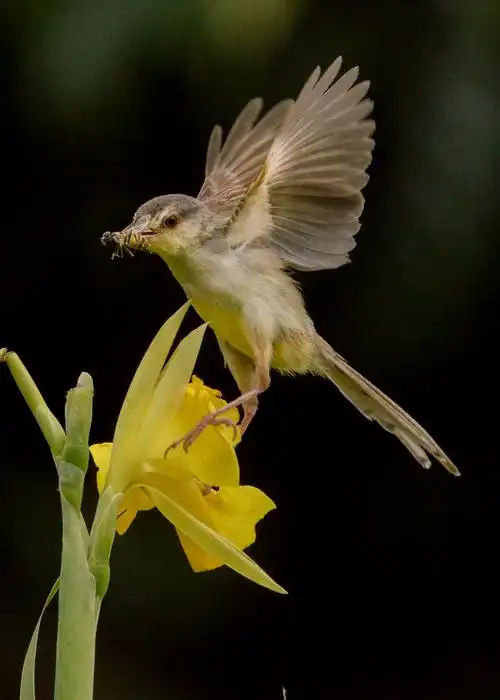 【小鸟鹪莺】 第 17 幅查看大图曝光:1/2000 sec光圈:f8快门:1/1999