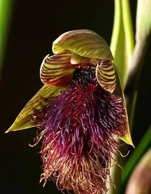 36种奇花欣赏_兰花_百合_喜马拉雅