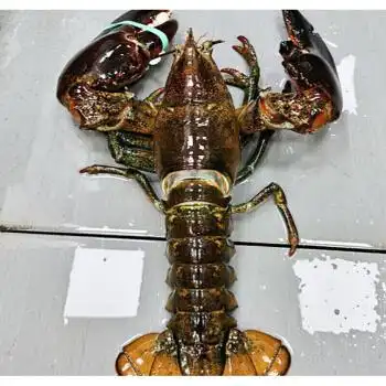 700-800g/只 大龙虾两只