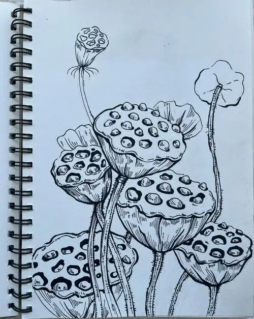 这次临摹的是莲蓬,有详细的绘画步骤,这样的记录过程也是对自己绘画