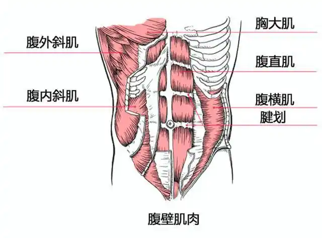 研究人员stuart mcgill博士认为"核心由腰椎,腹壁肌肉,后侧伸肌及腰方