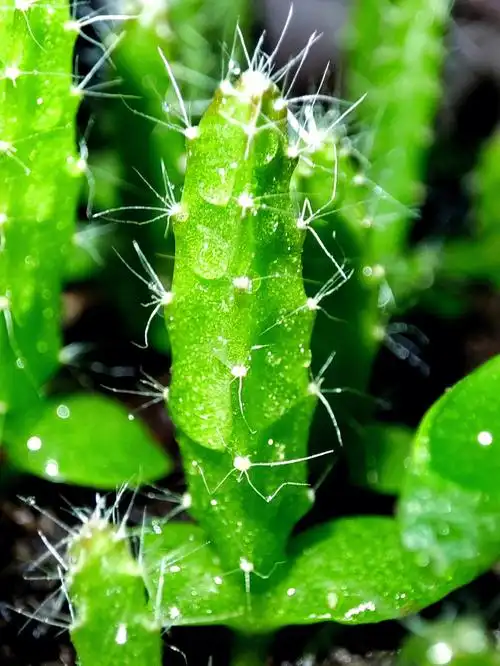 逐渐长大的火龙果小苗