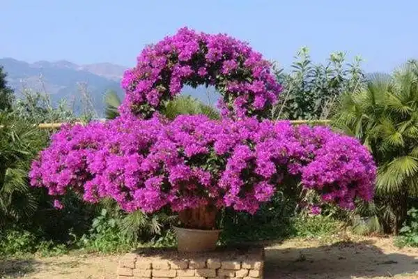 怎么制造出好看的三角梅盆景造型