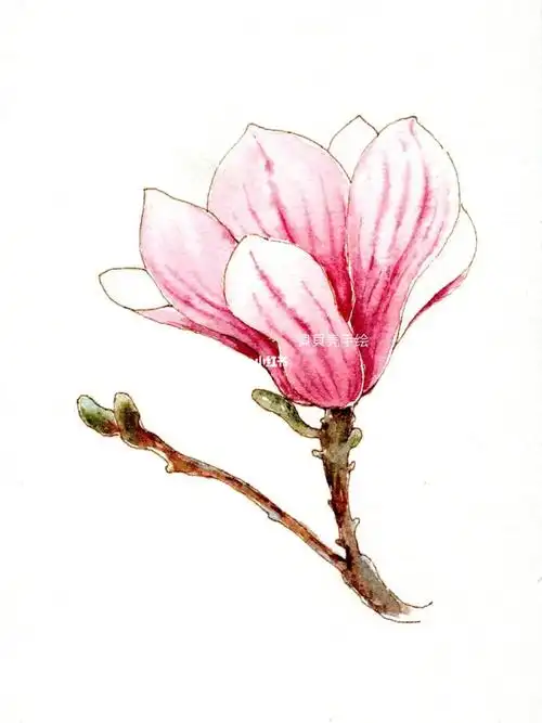 钢笔淡彩玉兰花