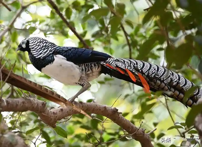树上的白腹锦鸡